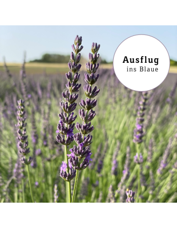 AUSFLUG INS BLAUE - AUSGEBUCHT